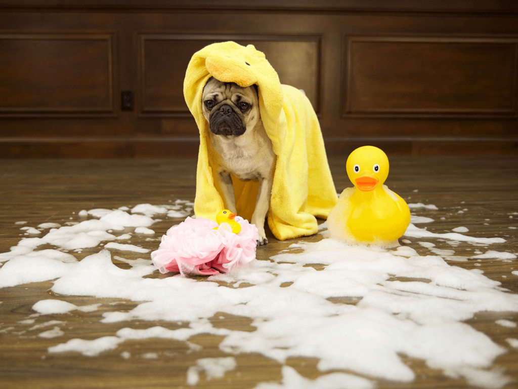 Mohawk Flooring's Doug the Pug